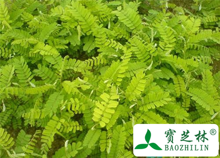 经期能吃鸡骨草吗