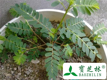 高血压能吃鸡骨草吗
