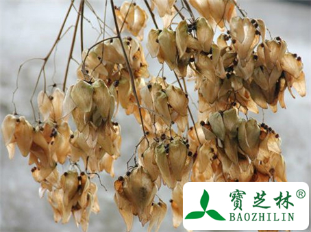 梧桐子是什么