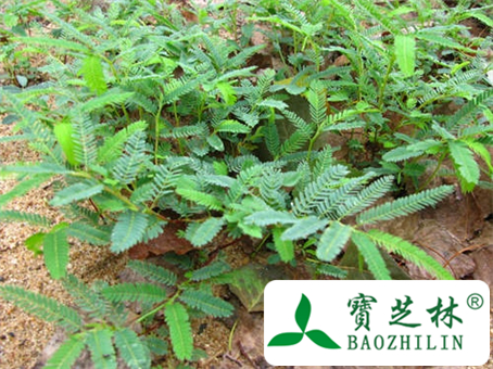 孕妇能吃通草吗