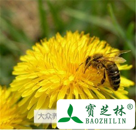 蜂王浆帮老人更健康