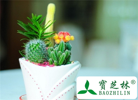 仙人掌防辐射?防辐射流言别信