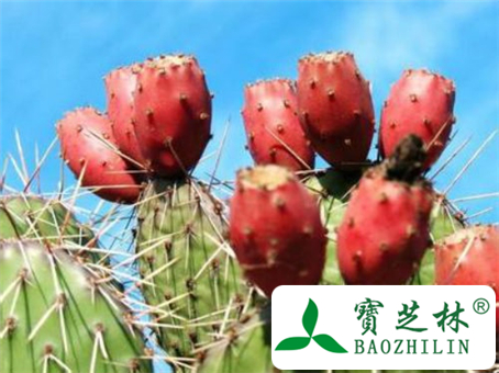 仙人掌果怎么吃