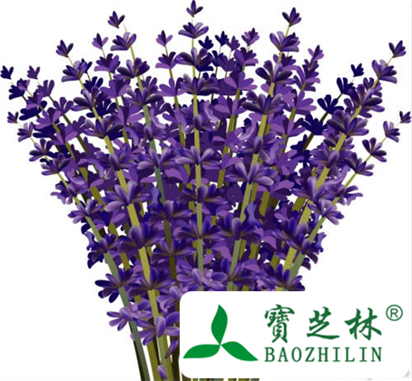 薰衣草精油去痘印
