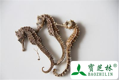 海马的功效与作用