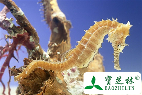 海马泡酒有什么功效