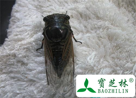 经期能吃知了吗