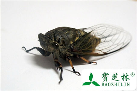 知了的药用价值