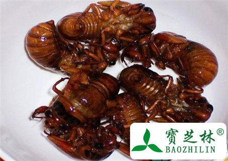 孕妇能吃知了吗?