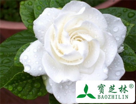 栀子花作用