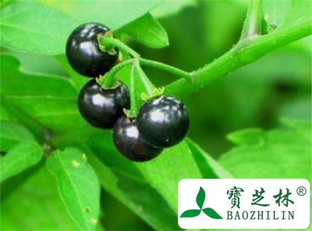 孕妇能吃龙葵吗