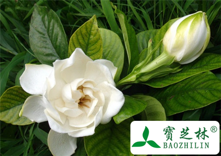栀子花有毒吗