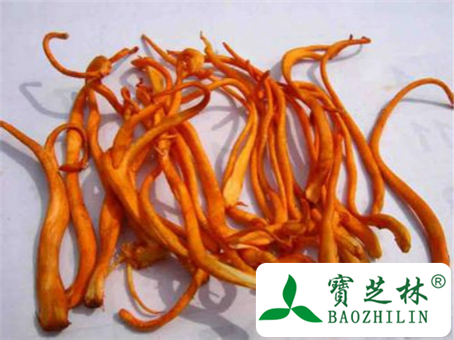 虫草花的作用与功效