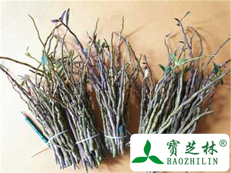 铁皮石斛的功效