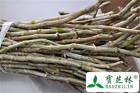 铁皮石斛的功效与作用