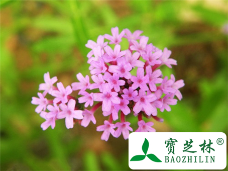 孕妇能吃马鞭草吗
