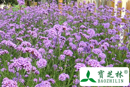 柳叶马鞭草