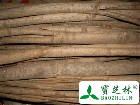 厚朴的功效与作用