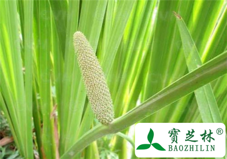 菖蒲郁金汤