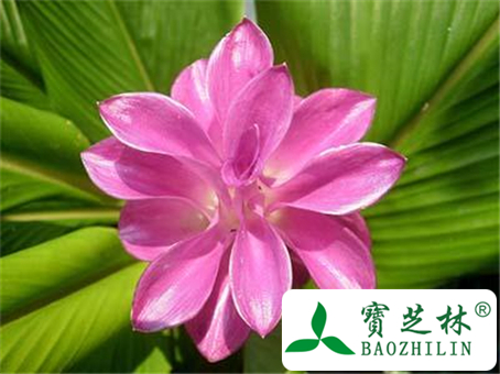 郁金的功效与作用