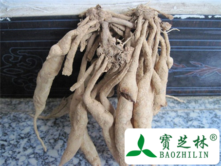 百部是什么