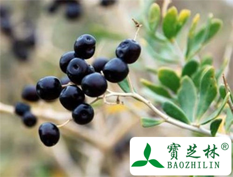 黑枸杞子泡水喝的功效