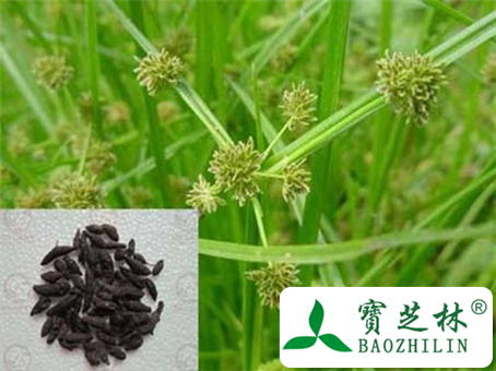 醋香附的功效与作用