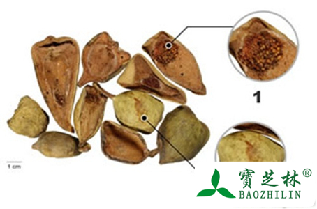 王不留行片有哪些鉴别方法