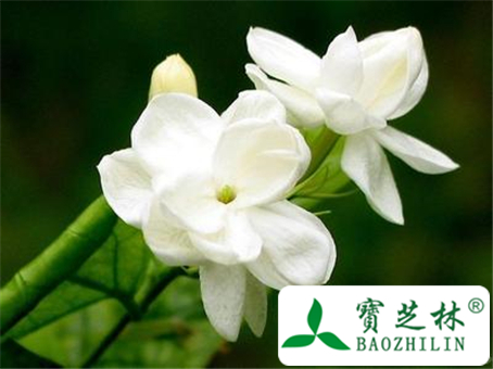 栀子花叶子发黄