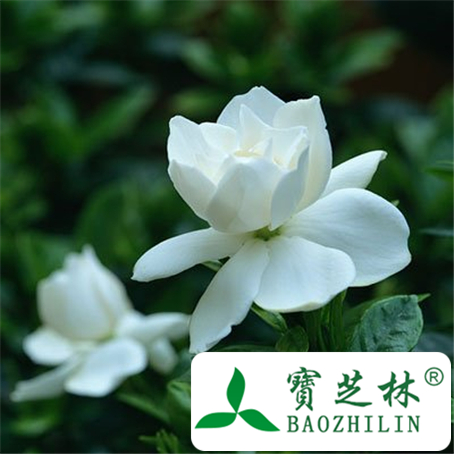 栀子花如何运用在医药方面及用处