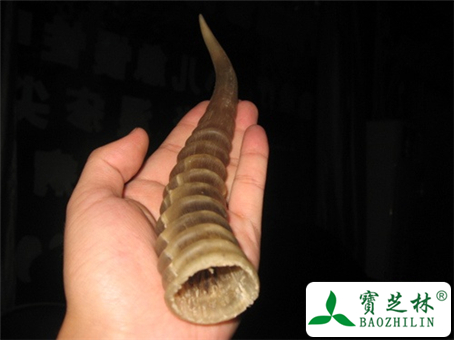 羚羊角怎么吃