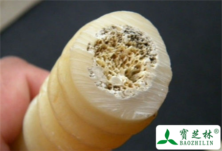 羚羊角可以退烧吗