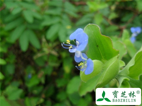 鸭跖草能不能泡水喝
