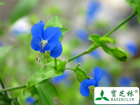 皮肤过敏能吃鸭跖草吗