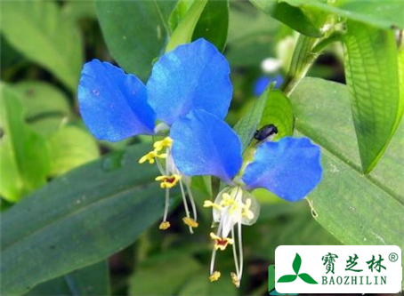经期能吃鸭跖草吗