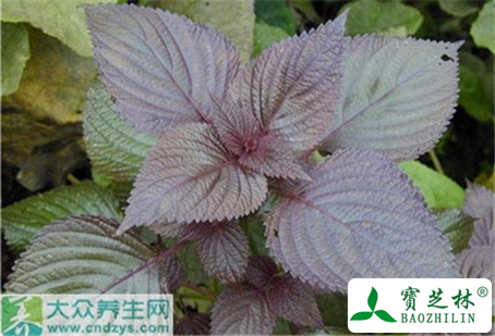紫苏叶的功效