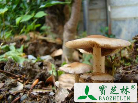 蘑菇的功效与作用