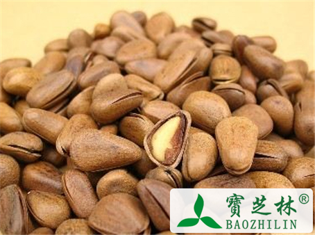 松子的功效与作用