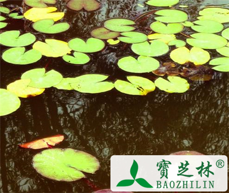 治疗痔疮有效的18个偏方 黑木耳治痔疮