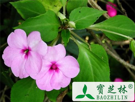 偏方治疗灰指甲 凤仙花治疗灰指甲