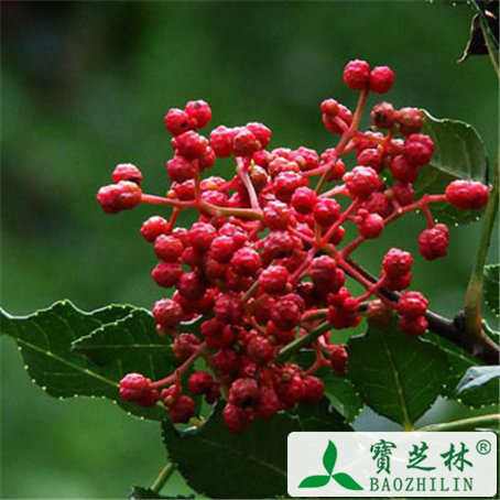脚气怎么快速治疗 花椒盐水治脚气