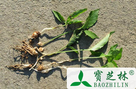 中草药半夏的4大药理作用