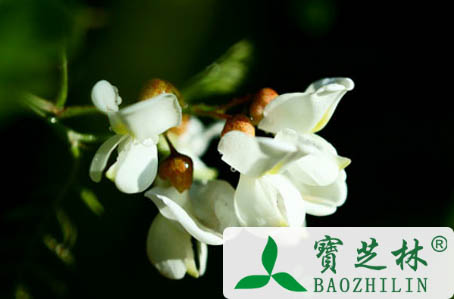 中药槐花 有凉血止血清肝泻火功效