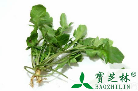 荠菜的食疗作用与功效