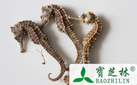 海马的功效与作用 治病验方
