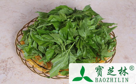 桑叶的保健功效 提高免疫力
