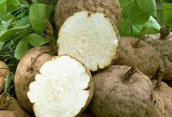 中药野葛根的功效与作用 野葛根有哪些副作用