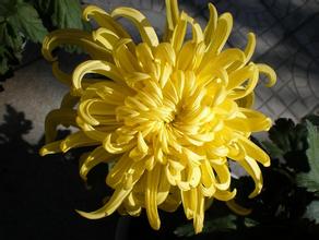 黄菊花有哪些功效与作用 黄菊花适用人群