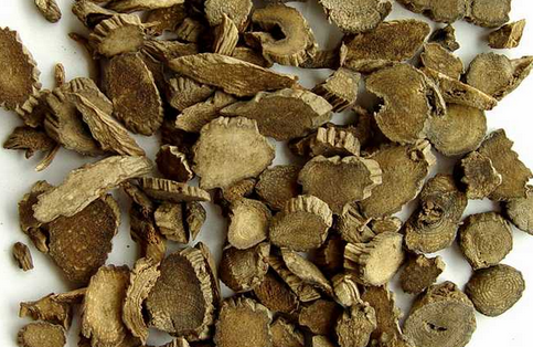 探索牛膝的功效与作用不同种类的牛膝功效不同