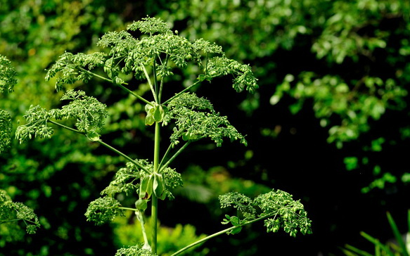 白芷对皮肤的好处 白芷食疗美白胜过化妆品